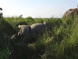 One More Rhino Killed In Kazhiranga, BJP Under Pressure To Stop Poaching One More Rhino Killed In Kazhiranga, BJP Under Pressure To Stop Poaching