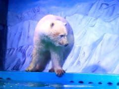 Video Of World's 'Saddest Polar Bear' In China Sparks Outrage