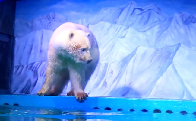New Chinese Home For 'World's Saddest Polar Bear'