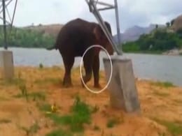 Wildlife Lovers Call For Help For Injured Elephant Near Bengaluru Wildlife Lovers Call For Help For Injured Elephant Near Bengaluru