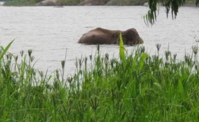 सिद्धा हाथी को बचाने की कोशिशें शुरू, असम और केरल से विशेषज्ञ बुलाए गए