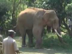 Stuck At Dam For Over 40 Days, Injured Elephant Sidda Gets Treatment