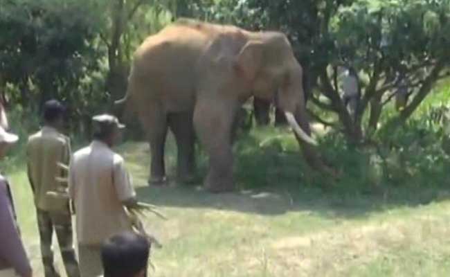 Stuck At Dam For Over 40 Days, Injured Elephant Sidda Gets Treatment