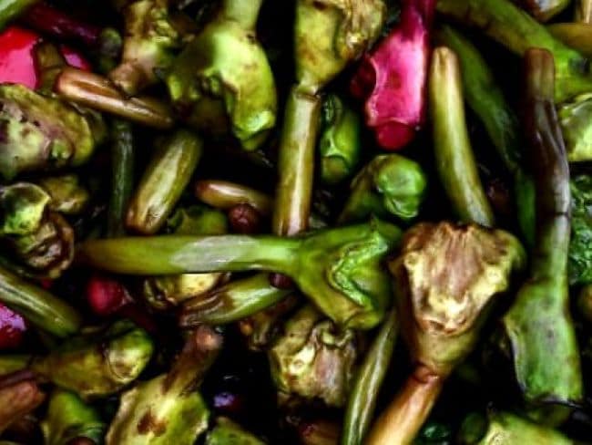 सिंघाड़ा खाने के नुकसान, सिंघाड़ा किसे नहीं खाना चाहिए, वॉटर चेस्टनट के नुकसान, सिंघाड़ा के साइड इफेक्ट्स,Water Chestnut risks, Singhara side effects, who should avoid water chestnut, water chestnut for diabetics,क्या डायबिटीज़ में सिंघाड़ा खाना चाहिए, सिंघाड़ा खाने से ब्लड शुगर बढ़ता है क्या, किडनी पेशेंट सिंघाड़ा खा सकते हैं, सिंघाड़ा और विटामिन K,Is water chestnut safe for diabetics, water chestnut and blood sugar spike, can kidney patients eat singhara, water chestnut vitamin K,सिंघाड़ा खाने के फ़ायदे, वॉटर चेस्टनट पोषण, पानी में उगने वाली सब्ज़ी, सिंघाड़ा की खेती,Water chestnut benefits, Water chestnut nutrition, Aquatic tuber vegetable, Singhara farming, Latest and Breaking News on NDTV