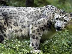 Missing Roar: Hundreds Of Rare Snow Leopards Illegally Killed Every Year