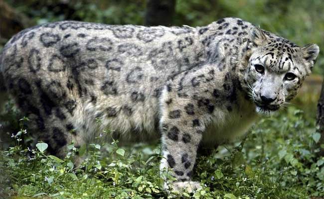 Missing Roar: Hundreds Of Rare Snow Leopards Illegally Killed Every Year