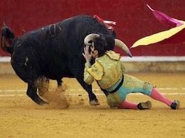 Spain's Top Court Cancels Bullfighting Ban In Catalonia Spain's Top Court Cancels Bullfighting Ban In Catalonia