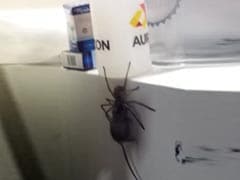 Giant Spider Drags Mouse In Viral Video. 20 Million Views And Counting