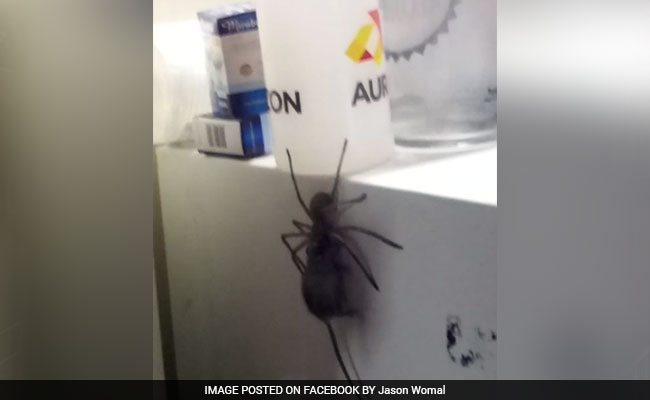Giant Spider Drags Mouse In Viral Video. 20 Million Views And Counting