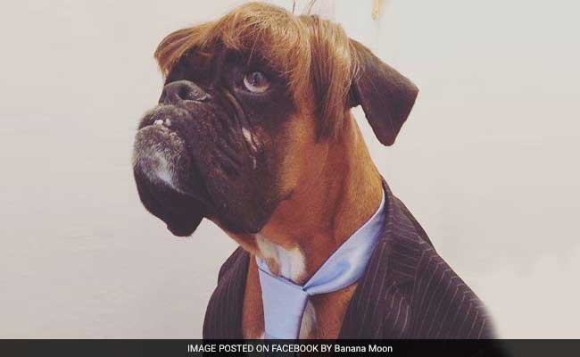 Dog Wins Best Dressed Competition For His 'Striking Resemblance' To Trump