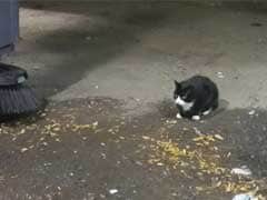 Stray Cat Patrol: Feral Felines Deployed In NYC War On Rats