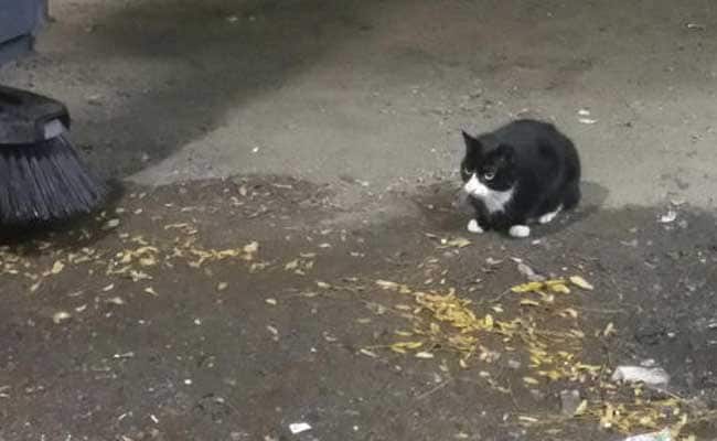 Stray Cat Patrol: Feral Felines Deployed In NYC War On Rats