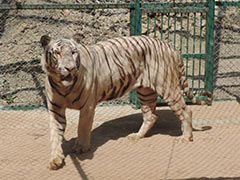 उदयपुर : हिन्दी न समझने वाले सफेद बाघ की देखभाल करने वाले को सीखनी पड़ी तमिल!