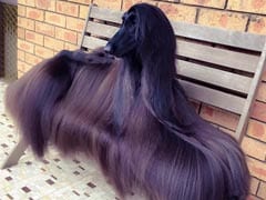 Stylish Australian Dog Becomes Internet Sensation