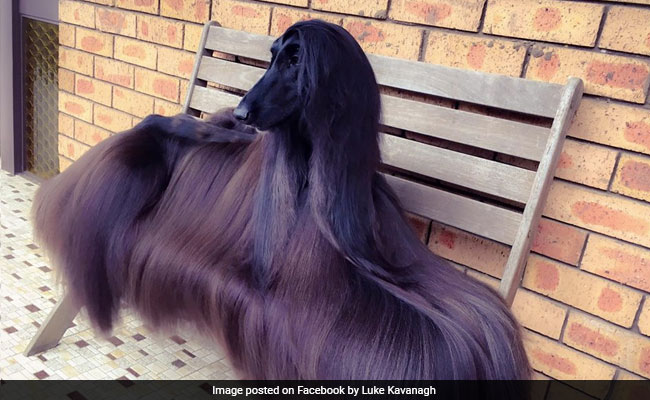 Stylish Australian Dog Becomes Internet Sensation