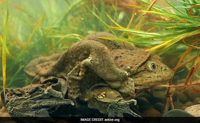 10,000 Endangered Frogs Die In Peru