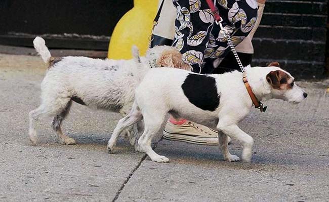 31 Dogs Attacked With Acid, Machetes At Mohali Shelter