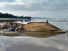 Dead Bryde's Whale Washes Ashore On Ratnagiri Beach