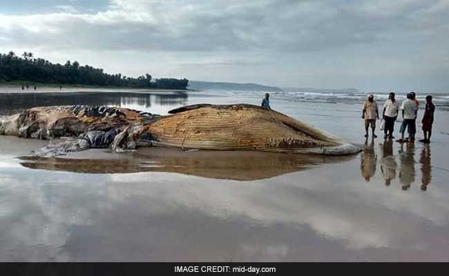 Dead Bryde's Whale Washes Ashore On Ratnagiri Beach