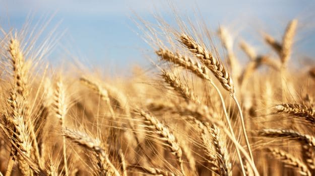 Wheat, Rice Harvests Headed for Record High: FAO