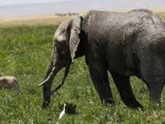 Earth's Wild Animal Population Plummets 60 Per Cent In 44 Years: WWF