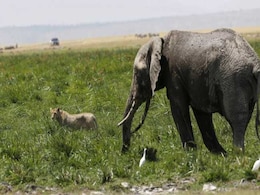 Earth's Wild Animal Population Plummets 60 Per Cent In 44 Years: WWF Earth's Wild Animal Population Plummets 60 Per Cent In 44 Years: WWF