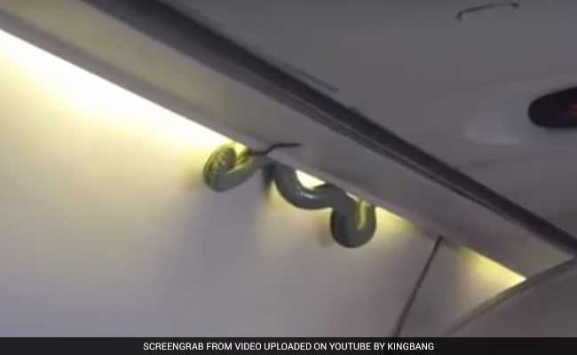 जब विमान में अपने साथ सांप को सफर करते देख डर गए यात्री, वीडियो वायरल