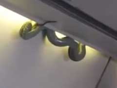 Snake On A Plane - From Luggage Bin, It Dropped To The Floor