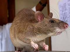 African Rats To Turn Sensitive Noses Against Poaching