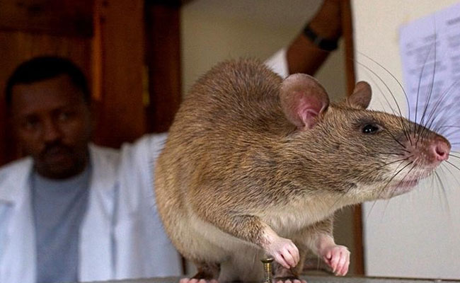 African Rats To Turn Sensitive Noses Against Poaching