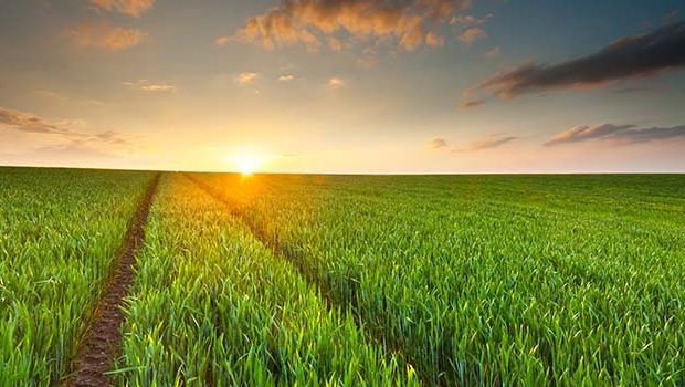 Researchers Call for Reducing Methane from Food Production Researchers Call for Reducing Methane from Food Production