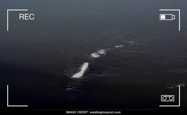 Mysterious Alaskan Ice Monster Surfaces In Video. But Don't Panic Yet