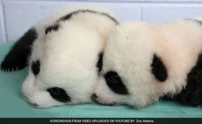 American-Born Panda Twins Return To China, But Struggle With The Language And Food