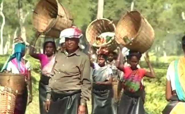 After Rahul Gandhi Announcement, Assam Increases Tea Workers' Wages