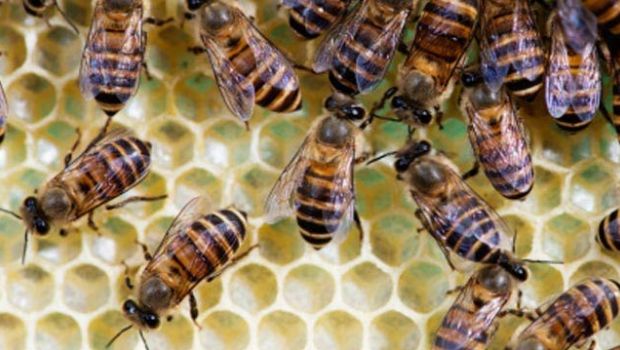 1.4 Billion Jobs Depend on Pollinators: Report