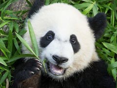 Panda Cub Bei Bei Has 'Lemon-Sized' Bamboo Mass Removed From Intestine