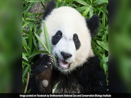 Panda Cub Bei Bei Has 'Lemon-Sized' Bamboo Mass Removed From Intestine Panda Cub Bei Bei Has 'Lemon-Sized' Bamboo Mass Removed From Intestine