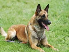 Kolkata Police To Induct Dog Breed That Tracked Osama Bin Laden