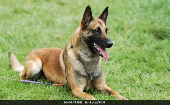 DNA Evidence Helps Free A Service Dog From Death Row