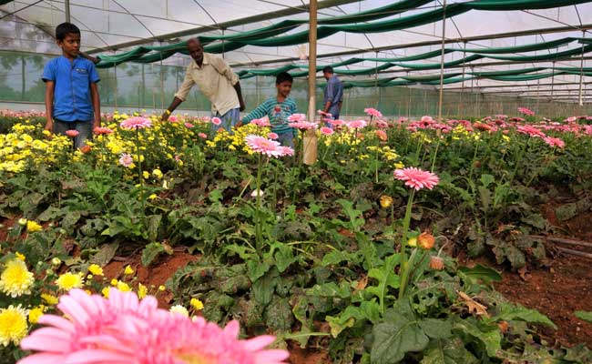 नोटबंदी का असर : देश का सबसे बड़ा फूल बाजार मंदी के दौर में