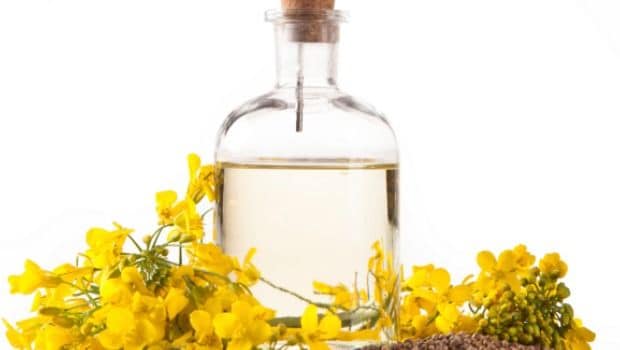 Canola Oil With Omega 3 May Cut Heart Disease Risk Study NDTV Food