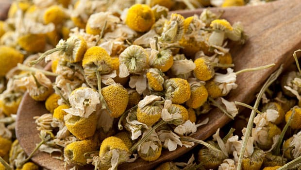 chamomile 620