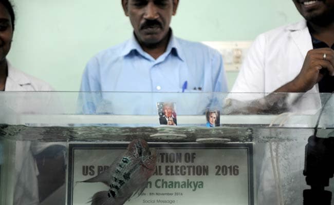 Chanakya The Fish Has A Prediction For US Elections. And It Is...