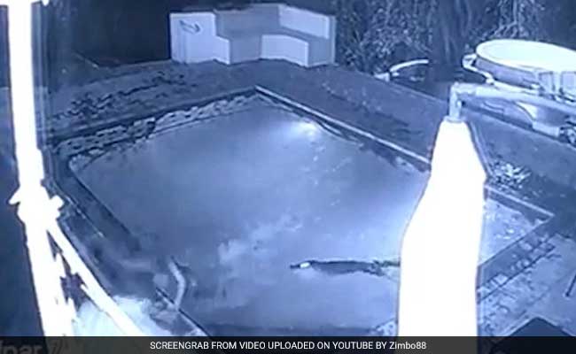 Watch: 6-Feet Croc Joined Couple In Pool. And Grabbed At The Woman.