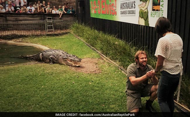 In 'Best Proposal Ever,' Man Pops Question In Front Of Croc Named Elvis