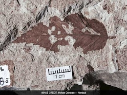 How Long Did It Take For Life To Rebound After The Death Of The Dinosaurs? How Long Did It Take For Life To Rebound After The Death Of The Dinosaurs?