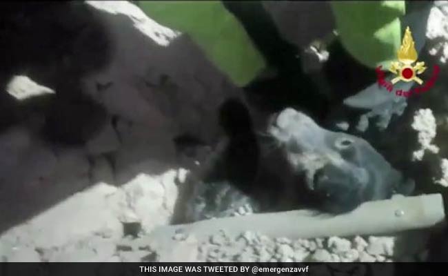 Dog Miraculously Rescued After Being Buried Alive During Italy Earthquake
