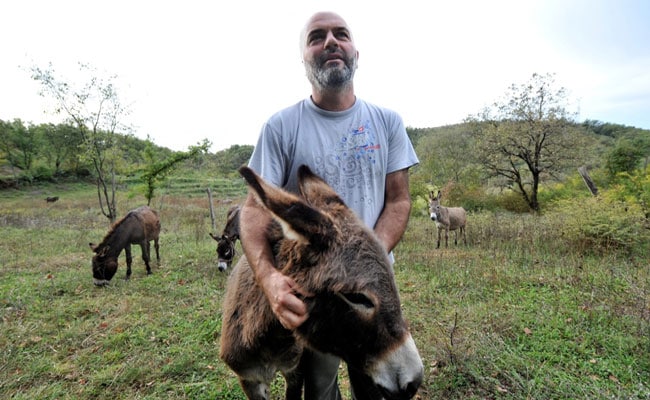 Montenegro's Shunned Donkey's Milk New Health Trend