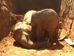 Elephant, Newborn Calf Found Dead Near Bhavani River In Coimbatore
