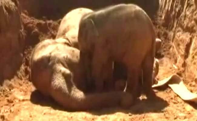 Elephant, Newborn Calf Found Dead Near Bhavani River In Coimbatore